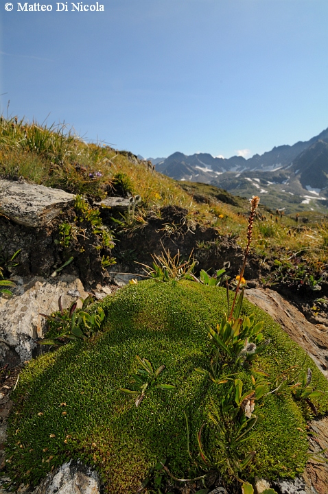 un po'' di flora dal Gavia